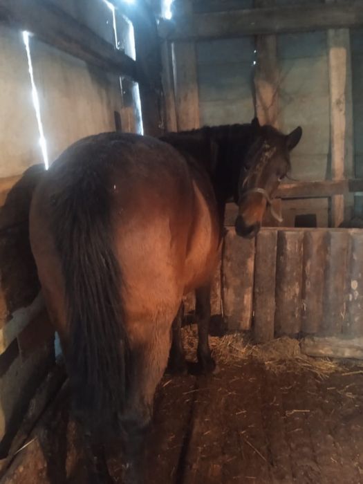 Продам бие, кобылу