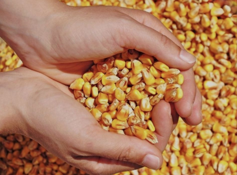 Vând Porumb boabe