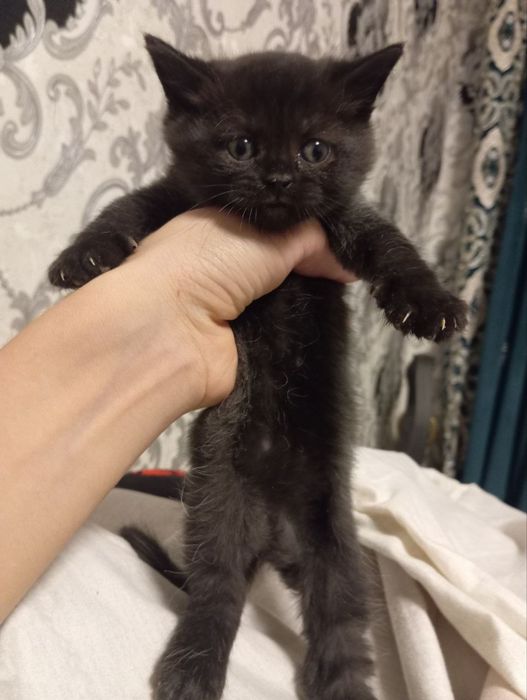 scottish fold va britan bollari tozasi