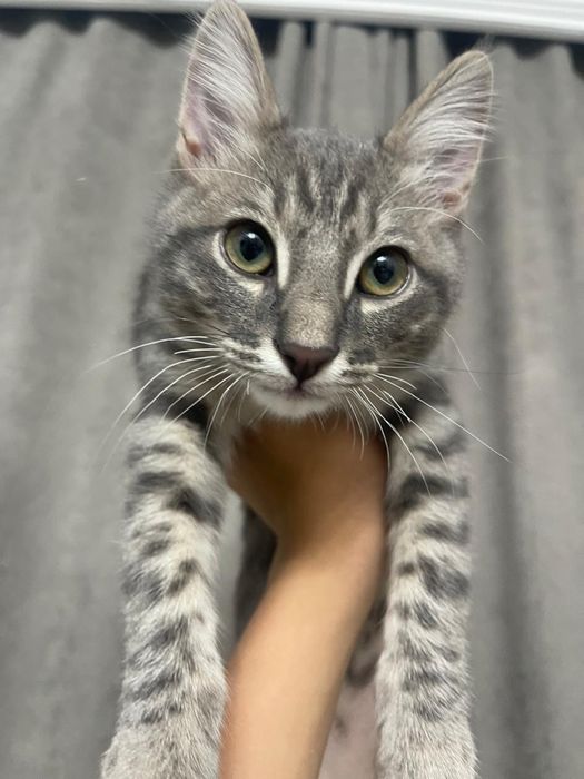 Отдам в хорошие руки маленький котенок