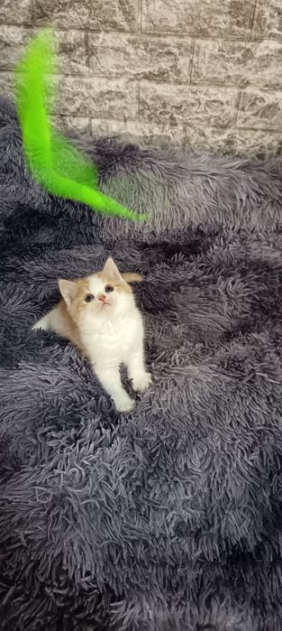 Продаются котята