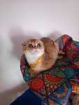 Fold chinchila golden!!!