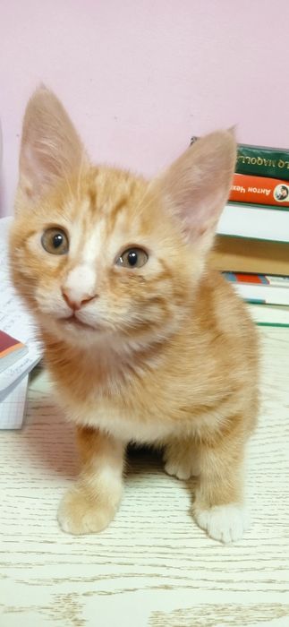 Продаются котёнок с окраской табби