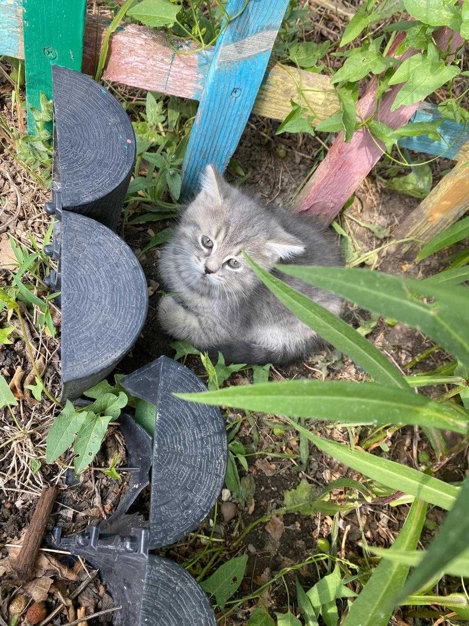 Отдам котят бесплатно