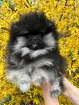 Pui Mascul Pomeranian—Certificat Pedigree