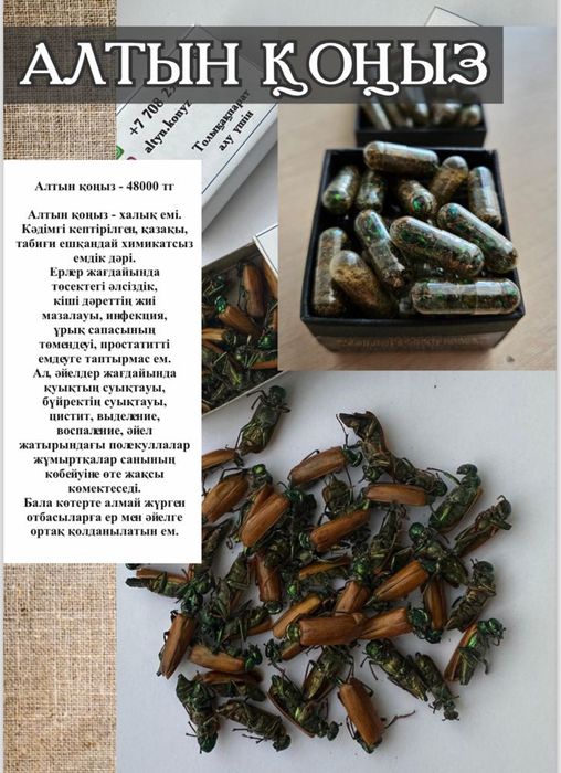 Алтын коныз Майски Золотой жук Капсула   емдык лечение простатита