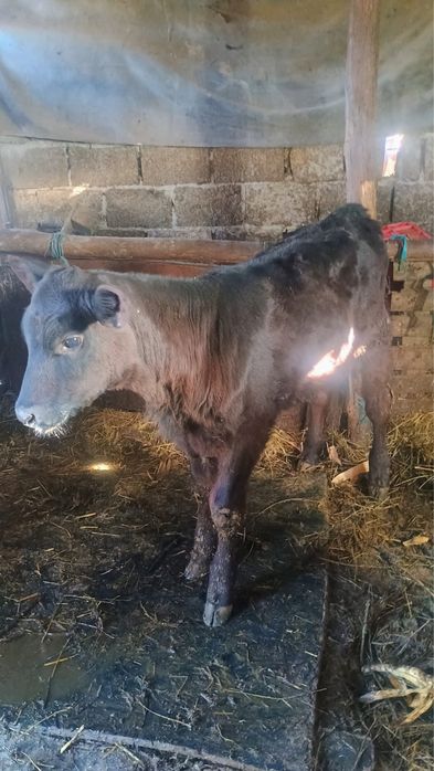 Vand tauras de baltata romaneasca si vitea angus