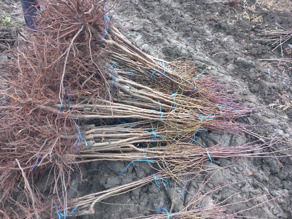 Vând Pomi fructiferi altoiți