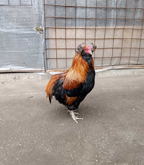 cocos araucana  gat auriu