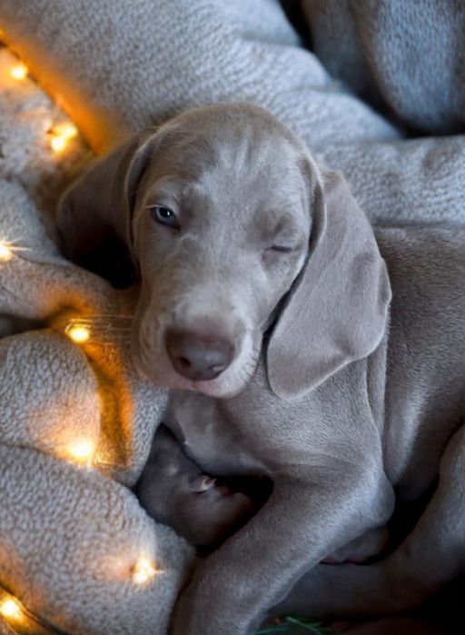 Vând Pui weimaraner