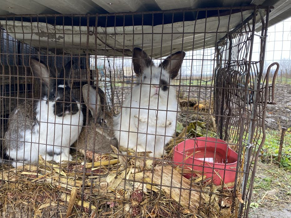 vand/schimb iepuroici