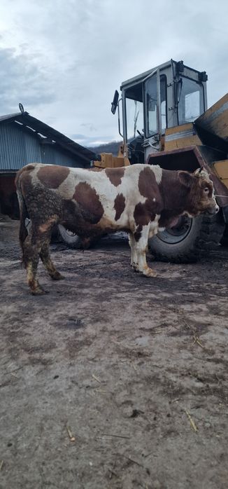 Vand doi tauri baltati