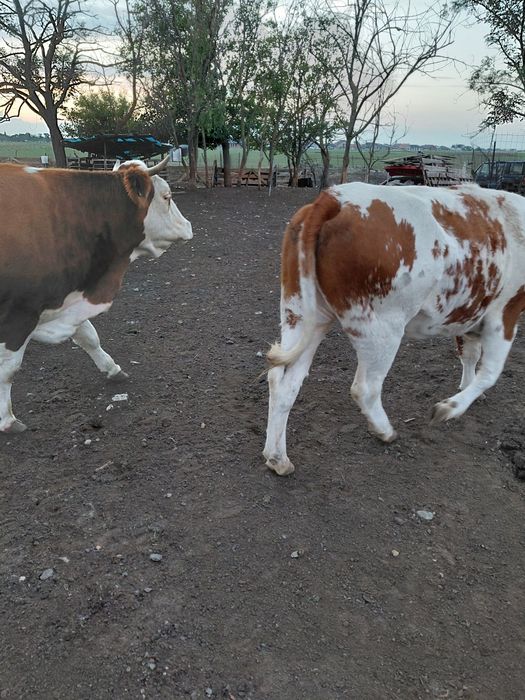 Juninci baltata romaneasca gestante vaci baltata romaneasca gestante