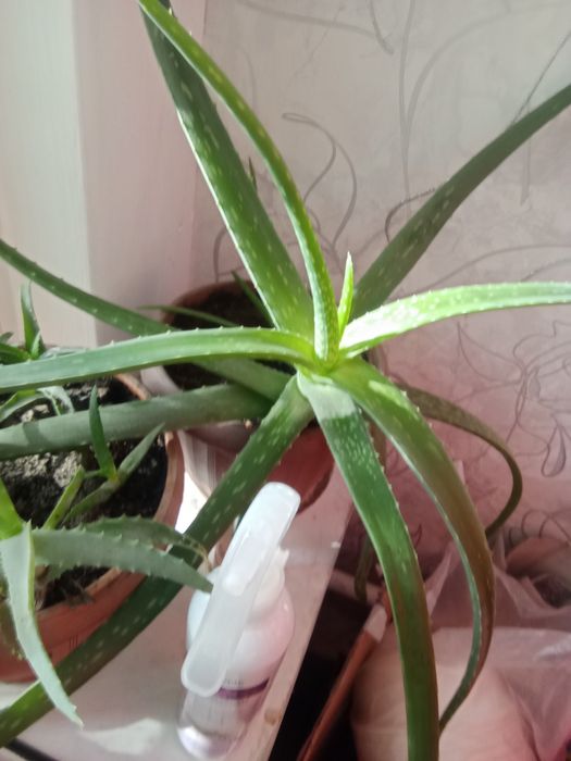 Алое вера лечебный