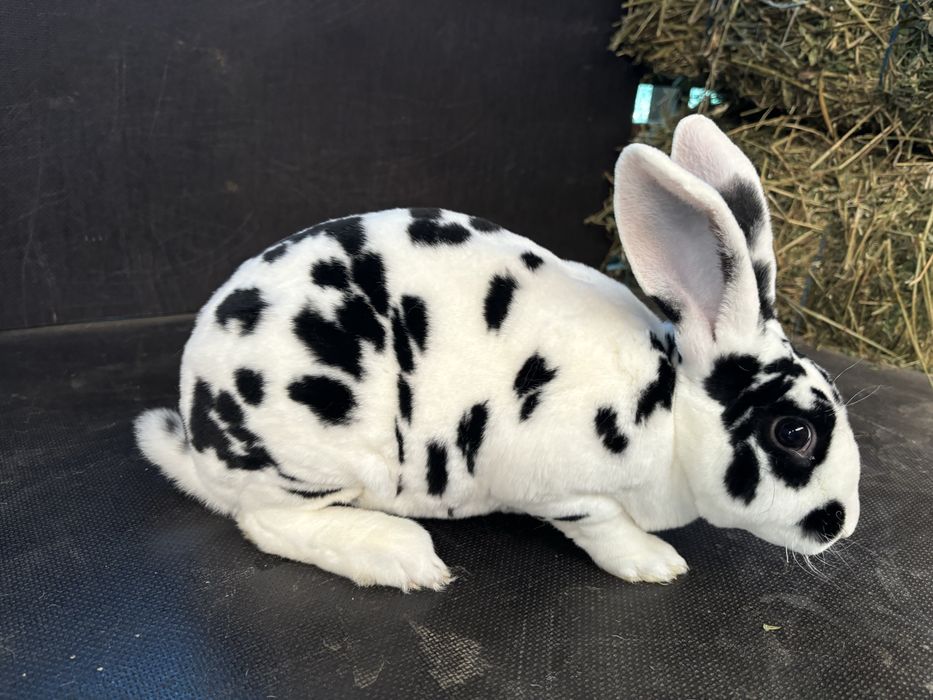 Masculi rex dalmatian