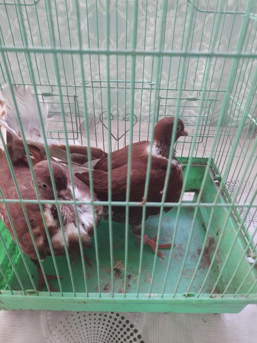 Vând porumbei gât golaș pe rosu sau pe galben