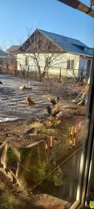 Продам петухов породистых