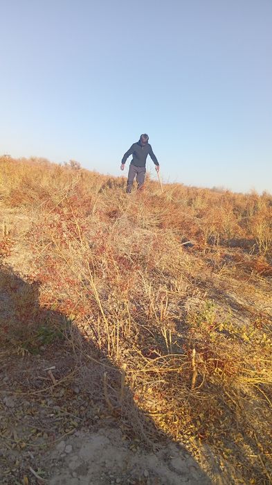 Жантак бар сөгі әдемі тығыздалып басылған