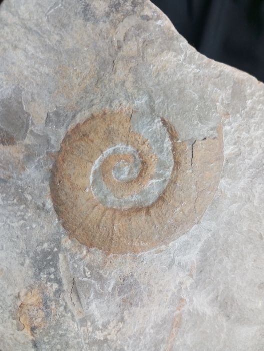 Фосил на хетероморфен амонит