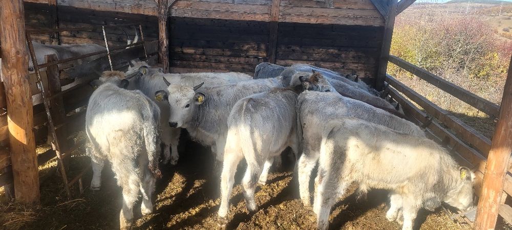 Sură de stepă Vițele și juninci disponibile