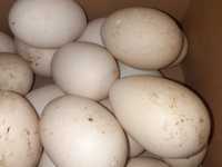 Oua de rata leseasca pentru incubat