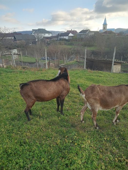 Vând țap Anglo Nubian cu Pedigree