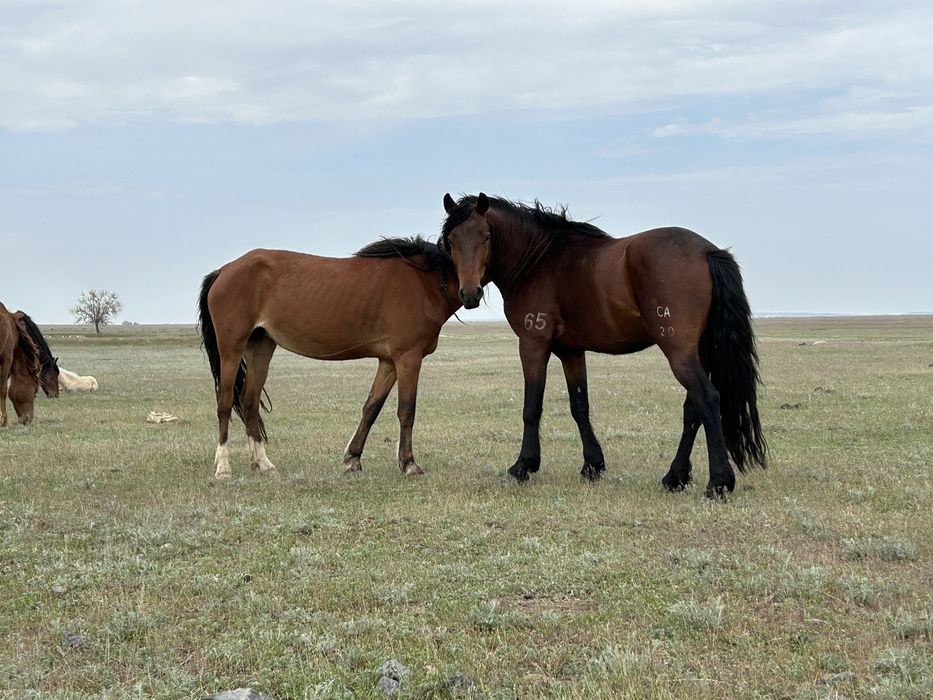 Бір уйір жылкы сатылады