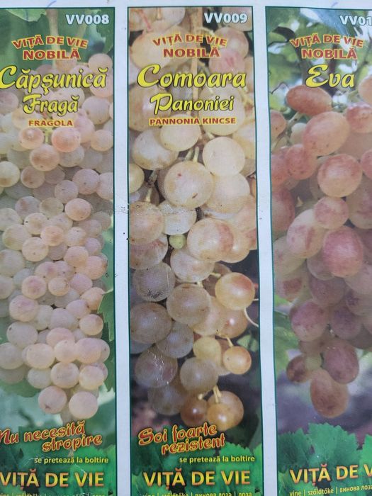 Vita de vie nobila [altoita soiuri albe de masa