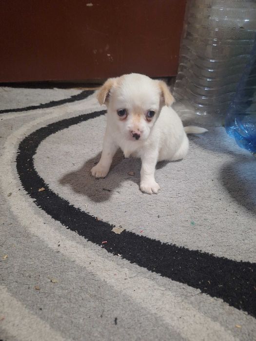 Малки Чихуахуа..