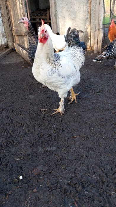 Vând cocosi de țară