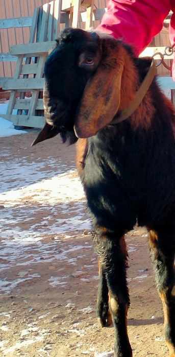 Продам козла англо-нубийская