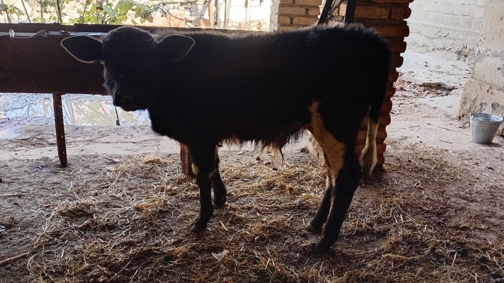 Sirgr bolasi novoscha