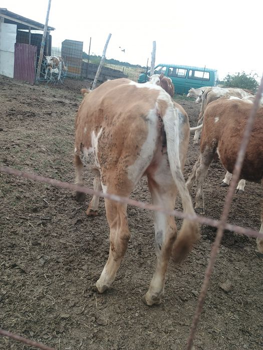 Vând junica baltata