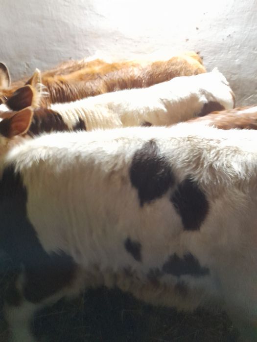 Taurasi si vitele baltate intarcate