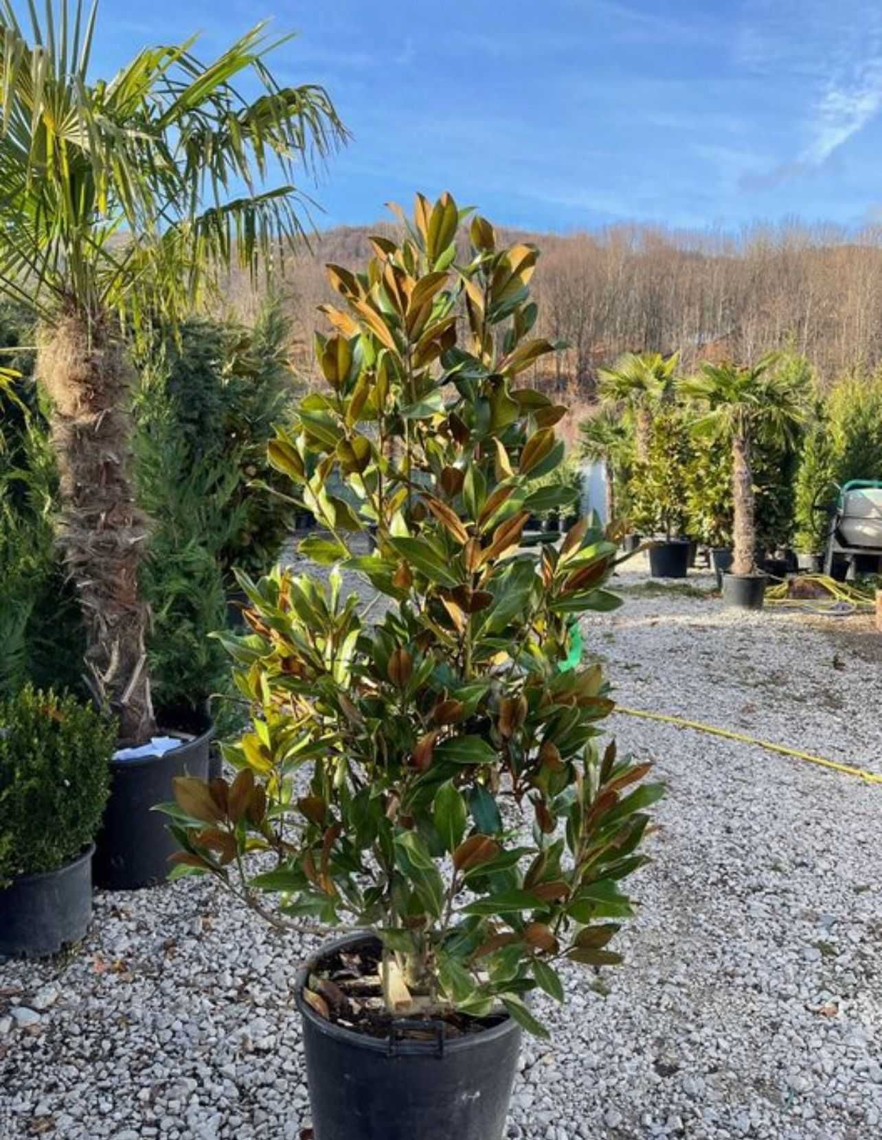 Plante Ornamentale
