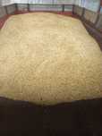 Vand ovaz productia 2025,