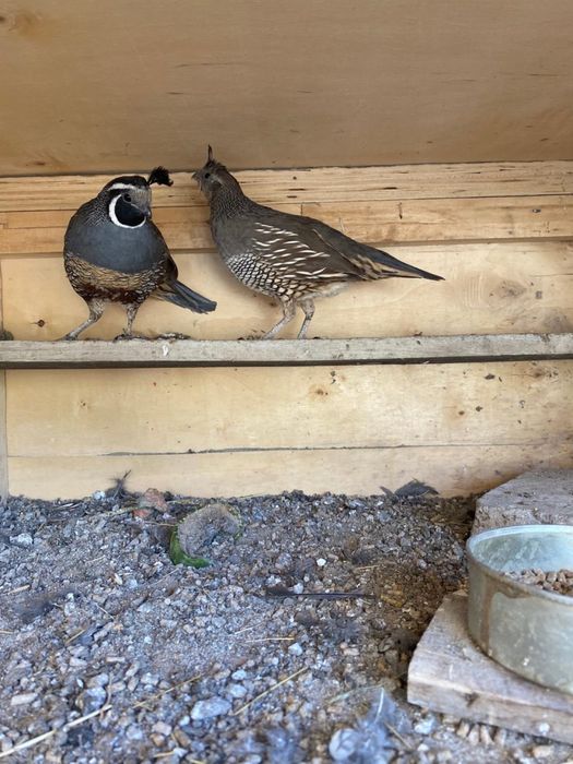 Продам калифорниский перепел и белый кеклик пара.