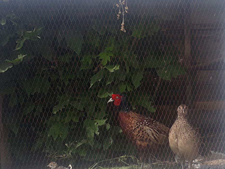 Фазан  охотничий