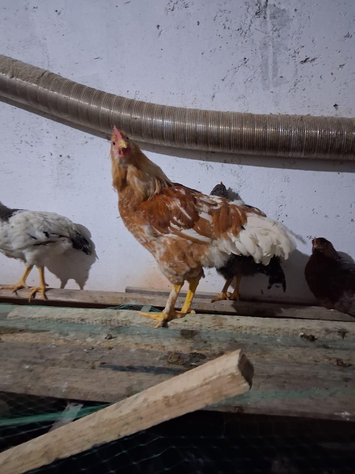 Vând cocoși de rasă!
