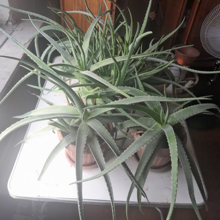 Алой и вера Алое