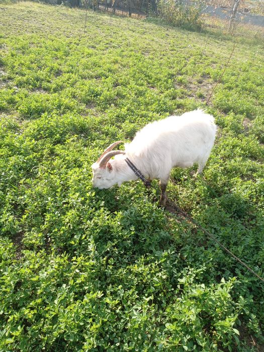 Vând țap și ieduță de rasă sannen s au schimb cu cârlani