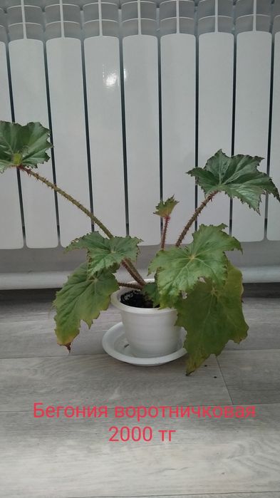 Продам комнатные цветы