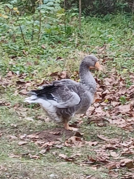 Boboci gasca 4 luni  Landes