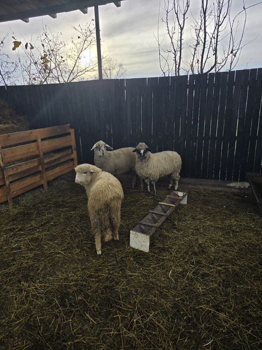 Mielute bune de prasila, tinere si cu potential.