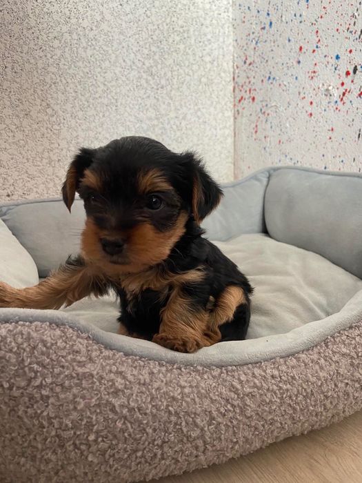 Чистокръвни йоркширски териери – мъжки