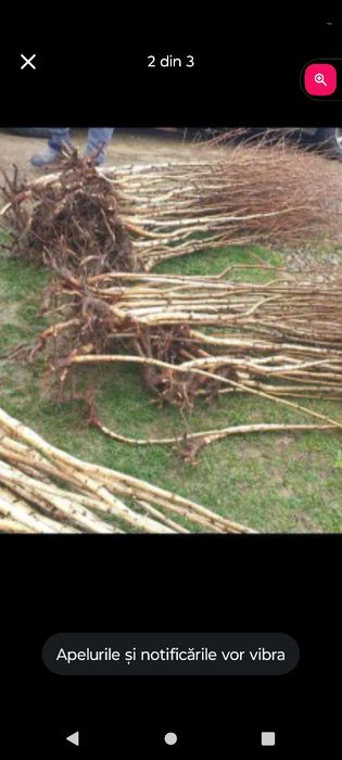 Black Friday  la puieti