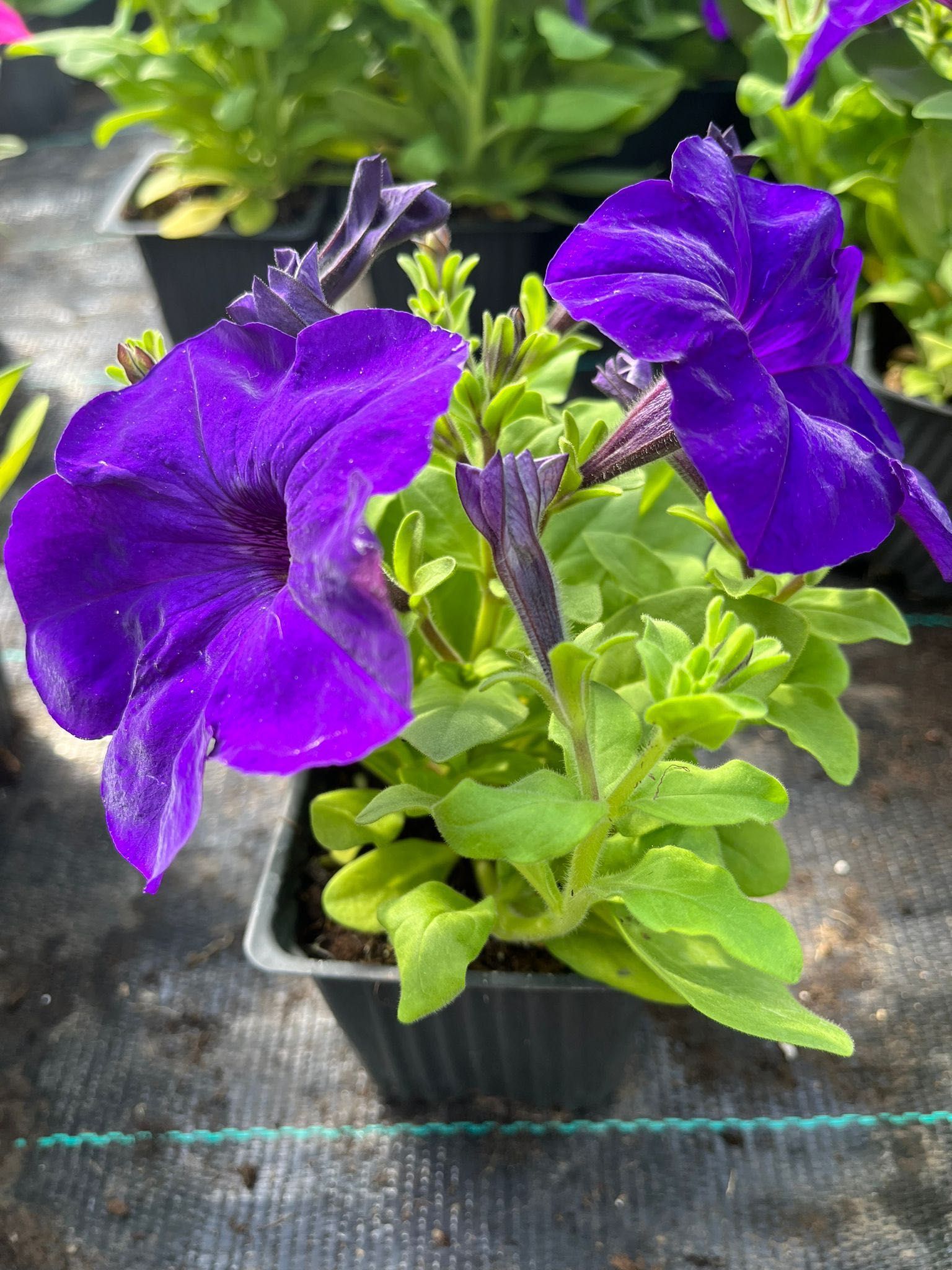 Rasaduri de legume, flori și plante aromatice