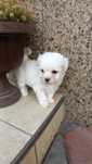 Bichon Maltez Mini Toy