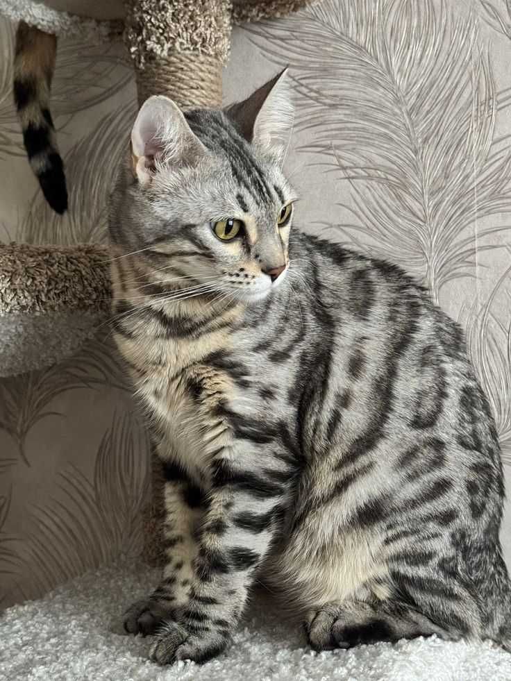 кошка бенгальксая