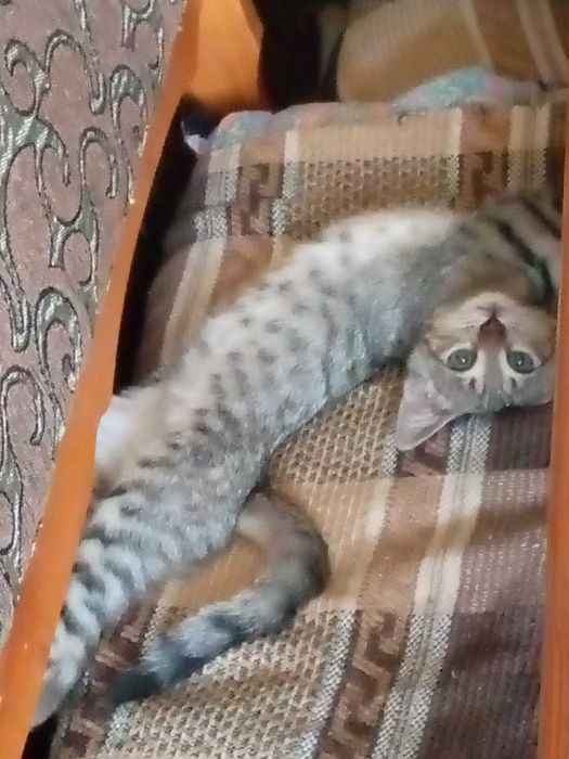 Пристраивается котенок 3-4 месяца